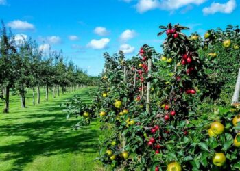 Бақша бойынша қаржыландырылған жобалардың 65 пайызы жүзеге аспаған