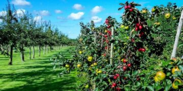 Бақша бойынша қаржыландырылған жобалардың 65 пайызы жүзеге аспаған