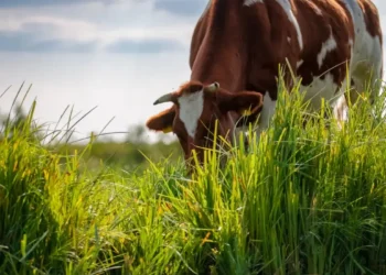 «Түркістанда жайылым тапшылығы шешілмеген күйінде қалып отыр»