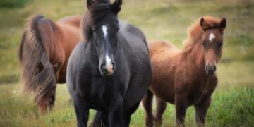 Шаруа адам ешқашан босаңсымауы керек