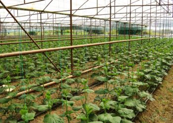 Тұрғындардың тұрақты табысқа қол жеткізуіне мүмкіндік береді