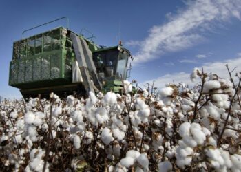 Шаруаларды мақтаның бағасы алаңдатып отыр