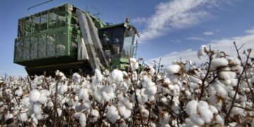 Шаруаларды мақтаның бағасы алаңдатып отыр