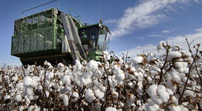 Шаруаларды мақтаның бағасы алаңдатып отыр