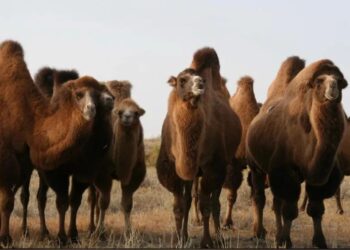 Жамбылда 24,5 миллион теңгенің малын ұрлаған топ басшысы 7 жылға сотталды