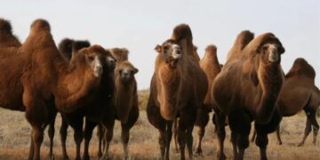 Жамбылда 24,5 миллион теңгенің малын ұрлаған топ басшысы 7 жылға сотталды