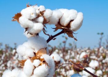 Жоба іске қосылғанда 12 000 адам жұмыспен қамтылмақ