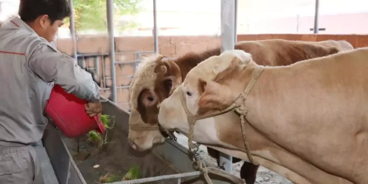 Мал шаруашылығына бөлінген гранттар 23 пайызға кеміген