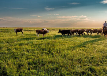 Қай өңірлерде жайылым жетпей жатыр?