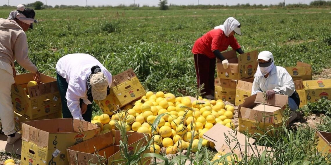 Түркістан облысының диқандары қауынның алғашқы өнімін жинай бастады