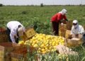 Түркістан облысының диқандары қауынның алғашқы өнімін жинай бастады