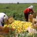 Түркістан облысының диқандары қауынның алғашқы өнімін жинай бастады