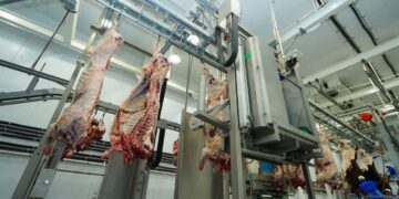 Экспортқа шығып жатқан еттің 80 пайызы Түркістан облысының еншісінде